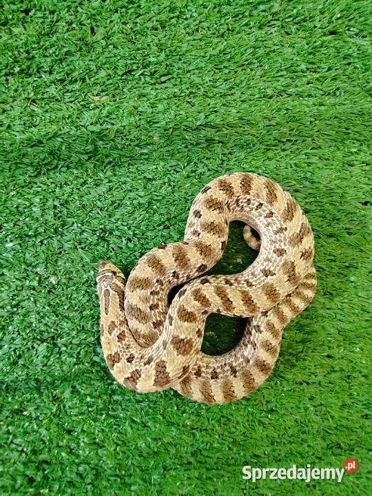 Samica dorosła Heterodon zachodni