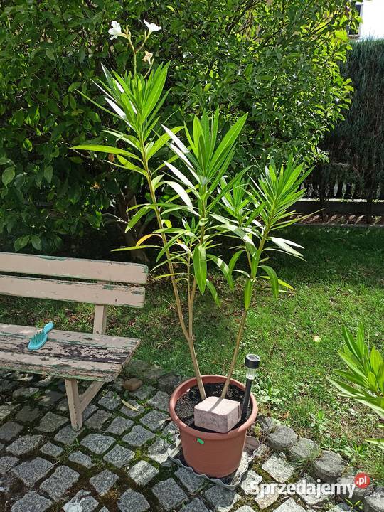 Oleander różne kolory podkarpackie Sokołów Małopolski