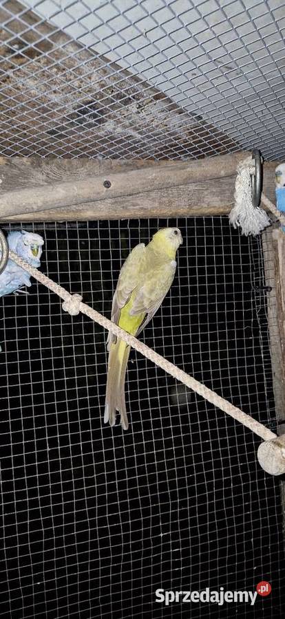 Swiergotki faliste aleksandretty lubelskie Motycz