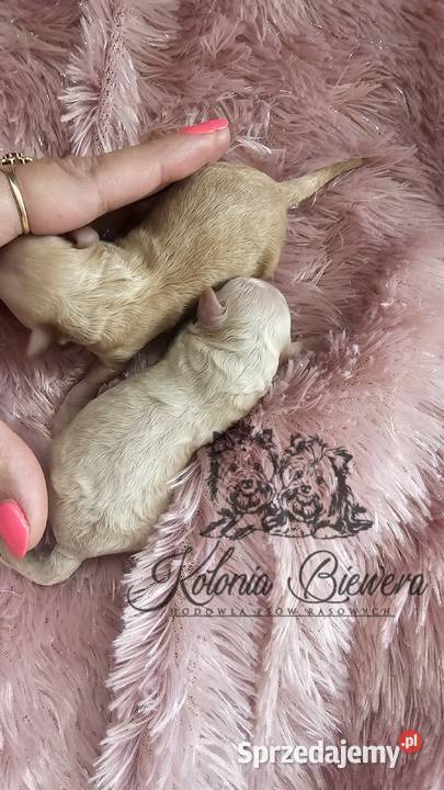 Pudel ToyMiniatura rodzice pakiet badań