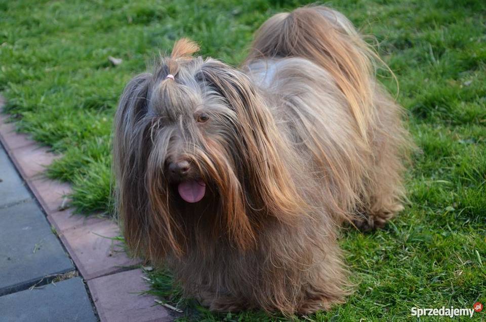 HAWAŃCZYK suczka Otelia w oryginalnym kolorze Ostrzeszów