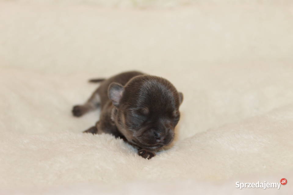 Chihuahua krótkowłosy niebieski chłopczyk ZKwP Świnoujście
