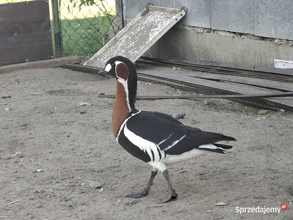 Sprzedam gąske rdzawoszyjną Marcinów