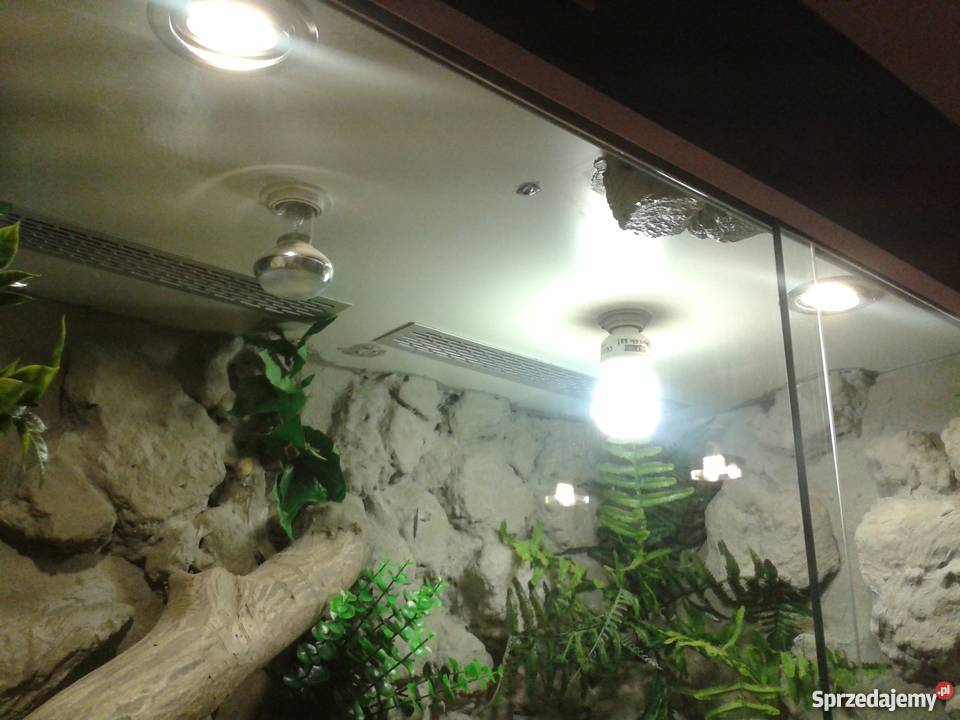 Terrarium legwana iguany duże ozdoba domu lokalu Pozostałe podkarpackie Przemyśl