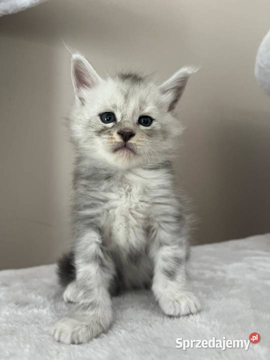 Jasper kocur Maine Coon Szembruk