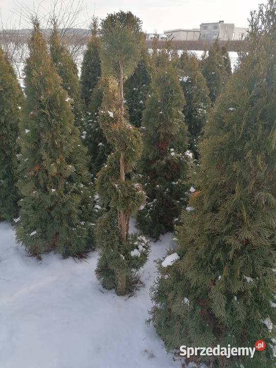 Tuja szmaragd formowana w kule i bonsai