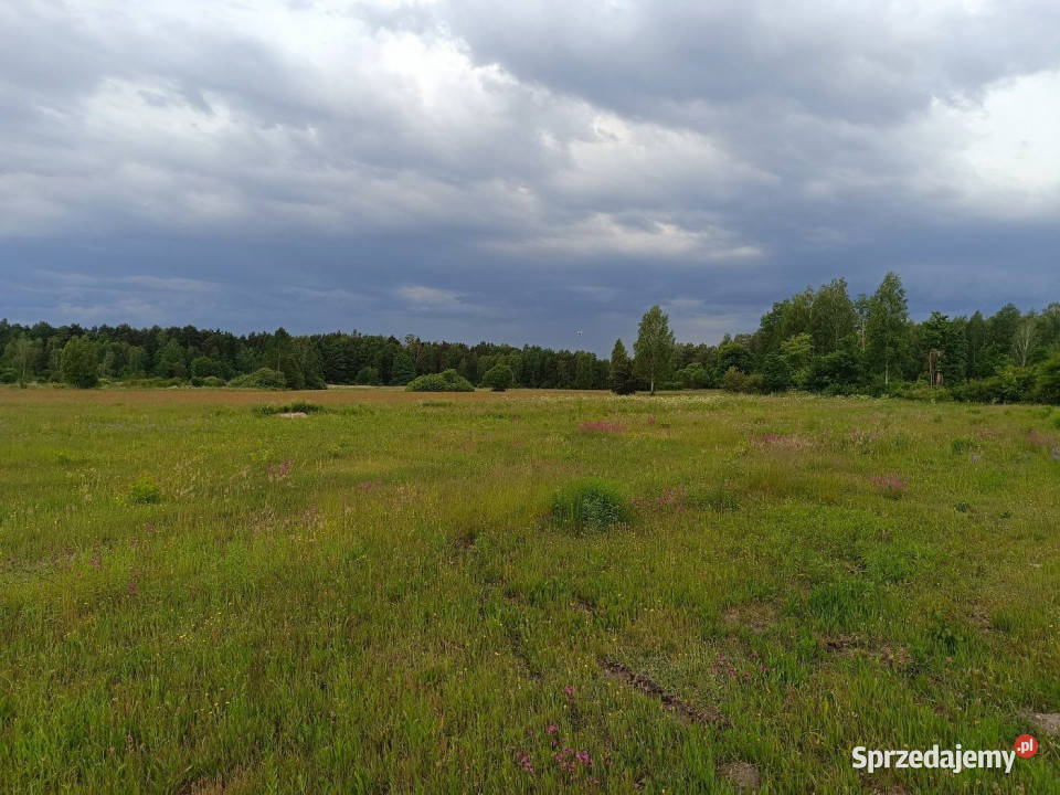 Działka Daleszyce 4900m2 Nieruchomości