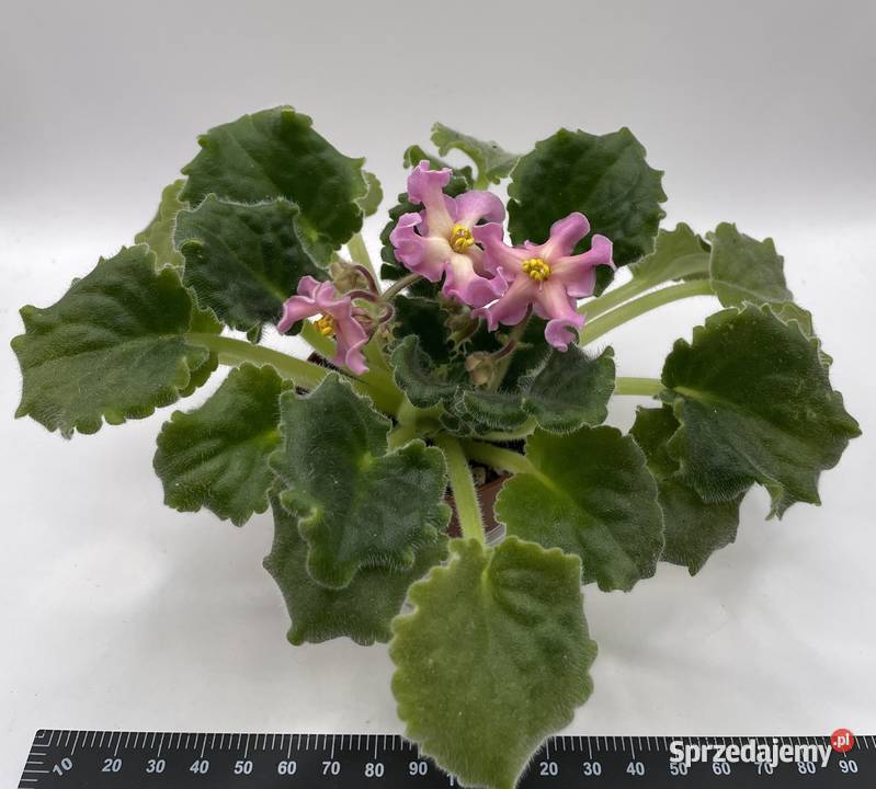 Fiołek afrykański kwitnąca sadzonka świętokrzyskie Jędrzejów sprzedam