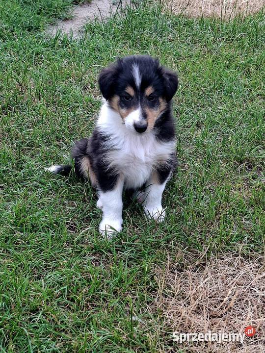 Owczarek Szkocki Collie Szczeniaki piesek opolskie Olesno sprzedam