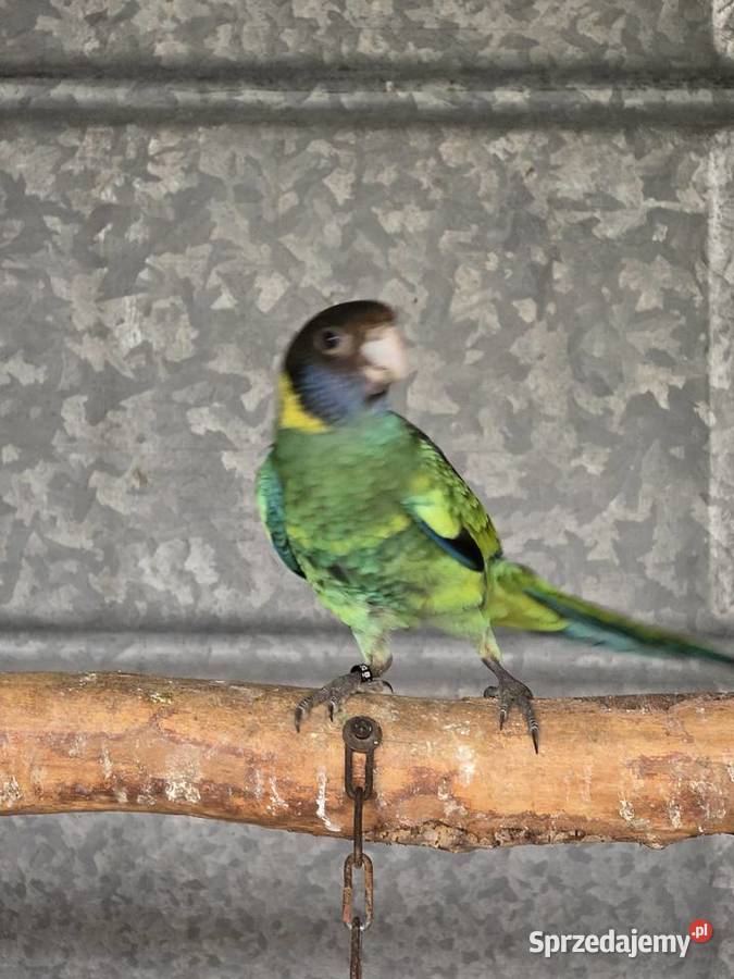 Rozelle czarnogłowe Kragen 2025r