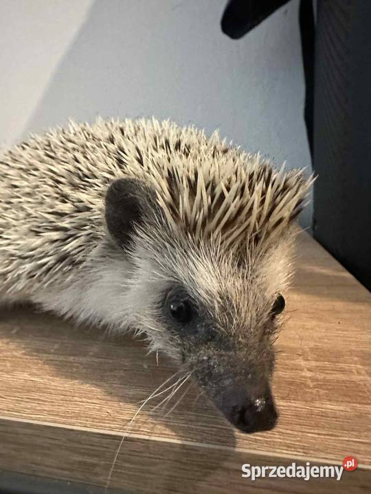 Jeż Pigmejski Mielec sprzedam