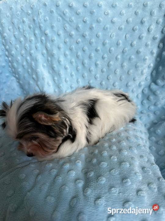 York biewer Samiec pomorskie Gdynia