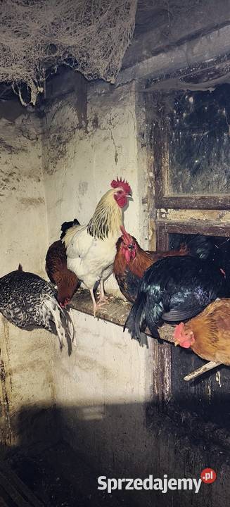 Koguty Strzelce Opolskie