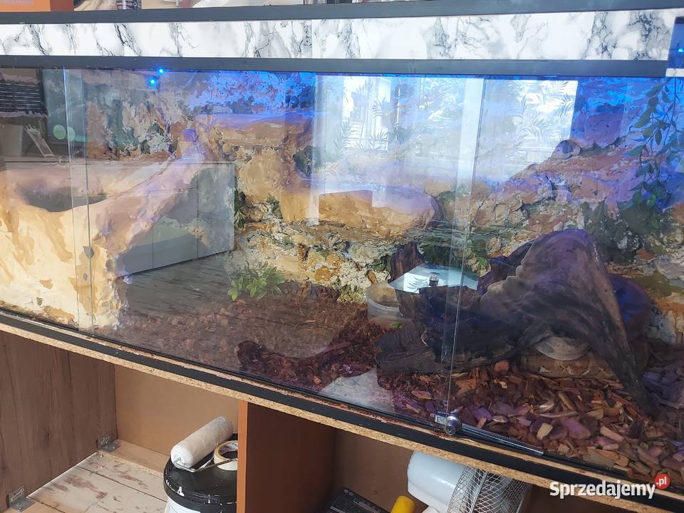 Boa cesarski Cieszyn