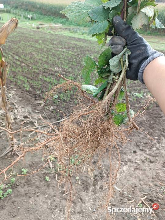 Sprzedam sadzonki malin letnich Wyszatyce