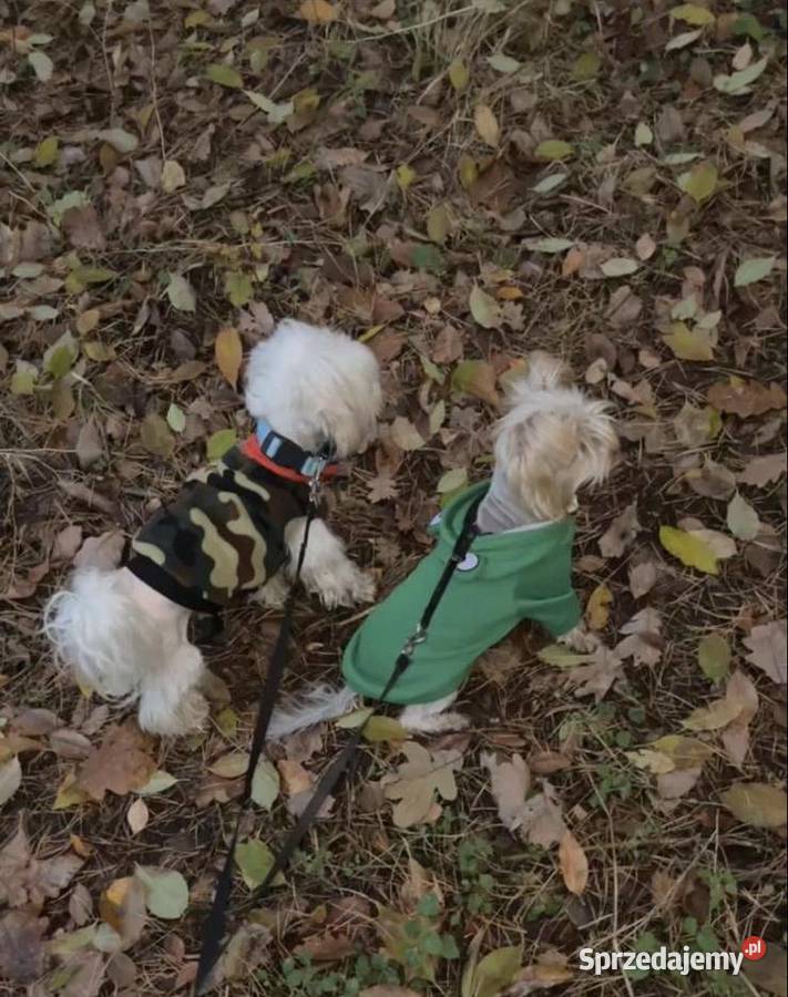 Sprzedam suczkę yorka Gdańsk