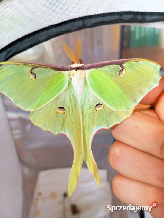Kokony i gąsienicę motyli Actias Luna jedwabnika Zwierzęta Kałuszyn