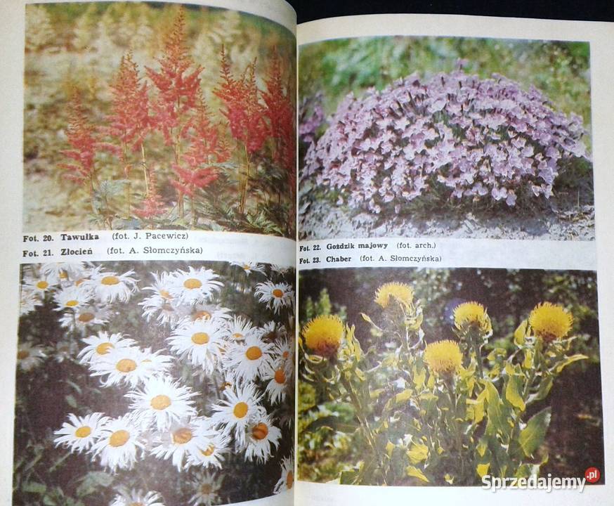 Działka piękny bukiet Izabela Kiljańska lubelskie Chełm