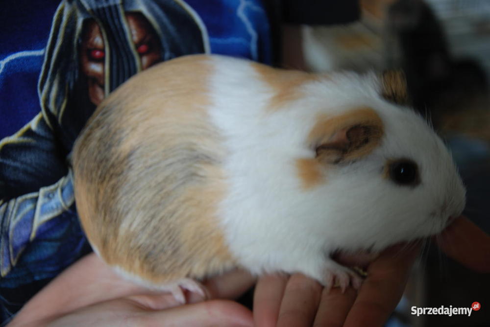 Świnka morska SAMICZKA Pozostałe dolnośląskie Targoszyn