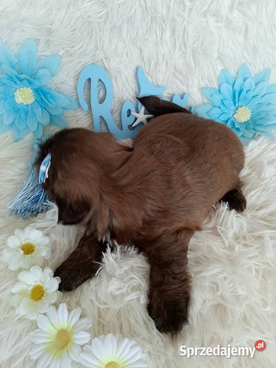 Ostatni czekoladowy piesek rasy ShihTzu Kępno