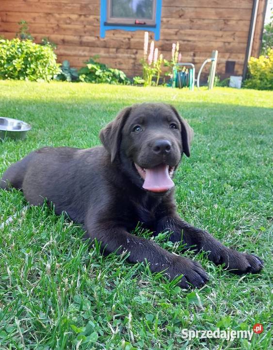 Labrador czekoladowy szczenię piesek Bogumiłowice