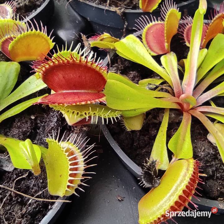 Dionaea muscipula tajemnicy pułapek elegancję Pozostałe