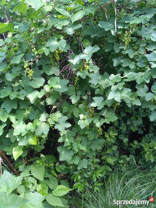 Ogródek działkowy Chorzów