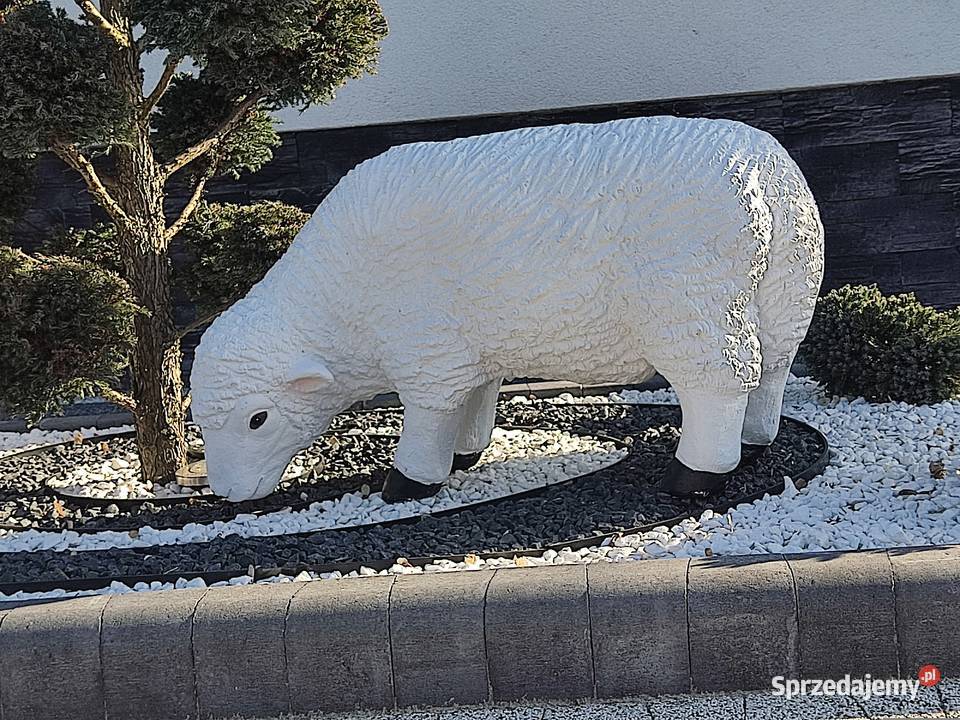 Owca DUŻA XXXL podkarpackie Straszęcin