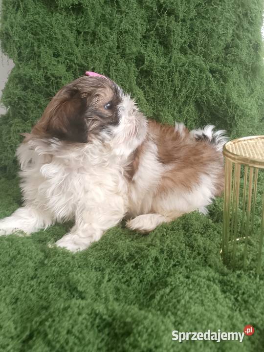 Gotowa do odbioru śliczna suczka rasy ShihTzu