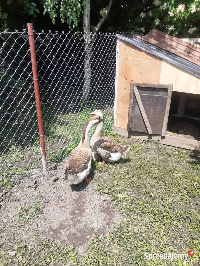 Sprzedam gęsi garbonose lubelskie Zamość