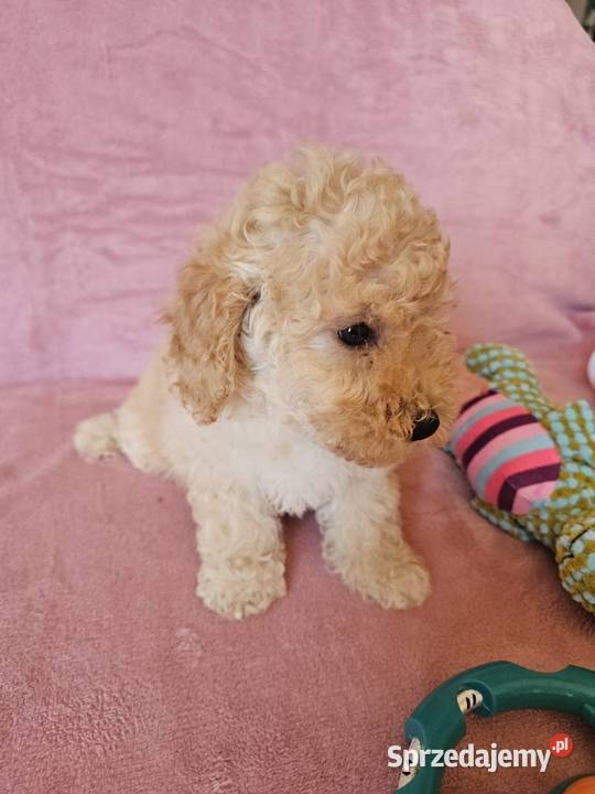 MALTIPOO samczyk Pozostałe
