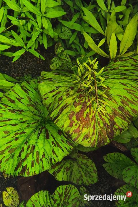 Roślina akwariowa lotos tygrysi Zgorzelec sprzedam