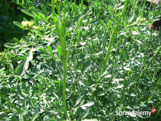 Zioła różne podlaskie Białowieża