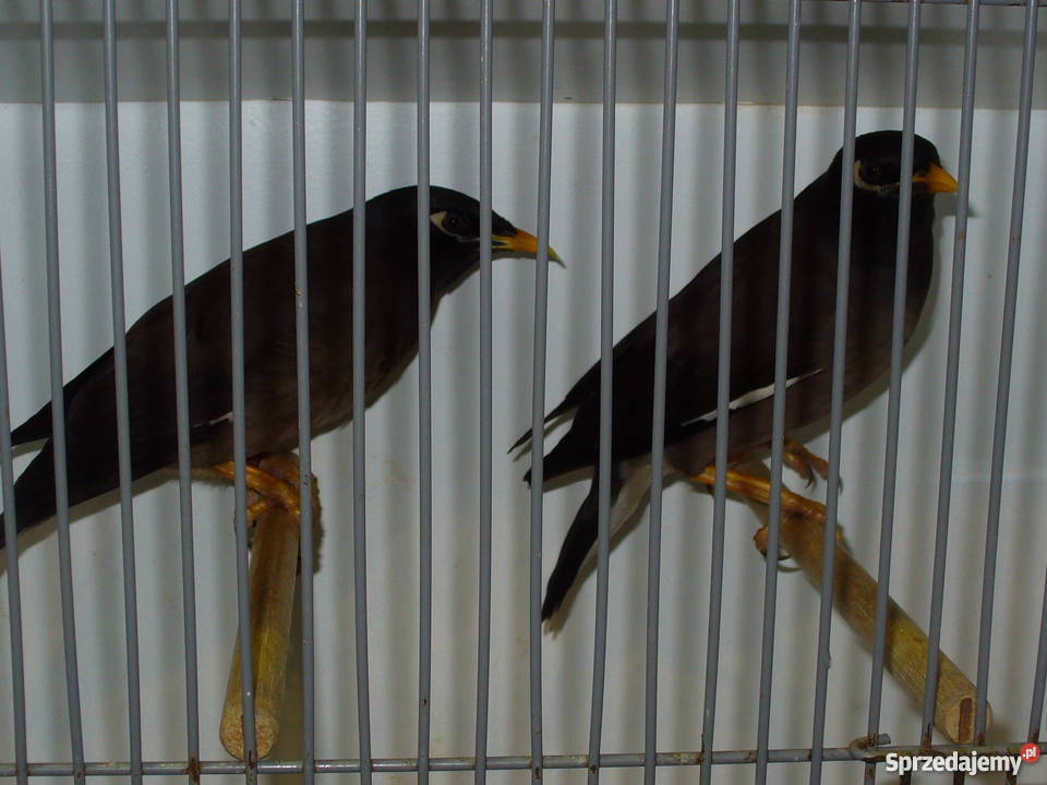 Ptaki egzotyczne giełda Zwolle Kraków sprzedam