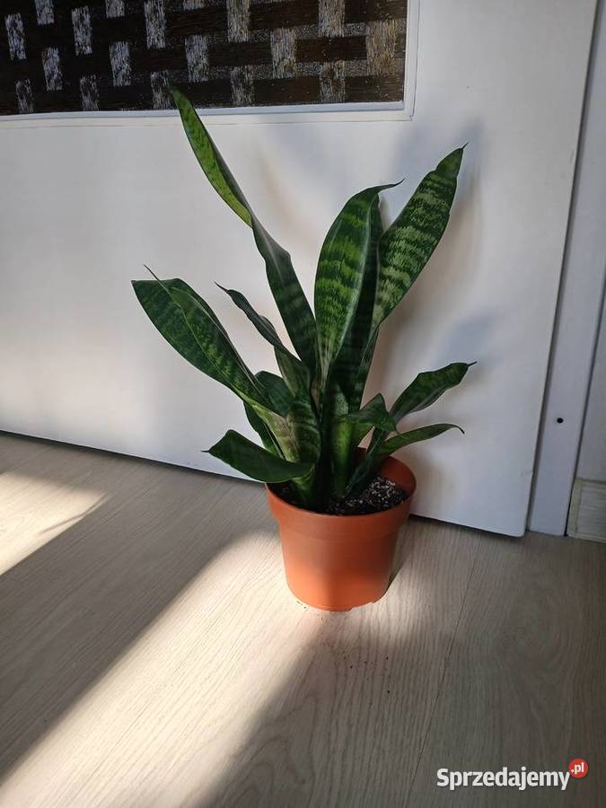 Sansevieria sanseweria black diamond i zeylanica Częstochowa