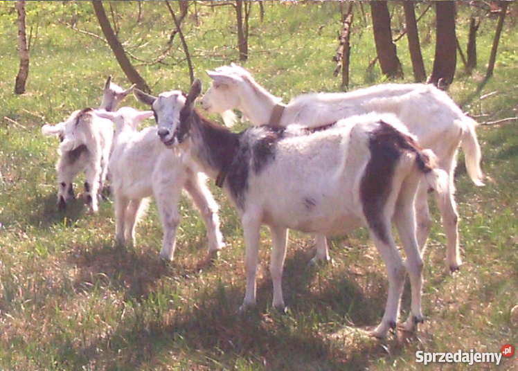 Kozy sprzedam świętokrzyskie Sędziszów