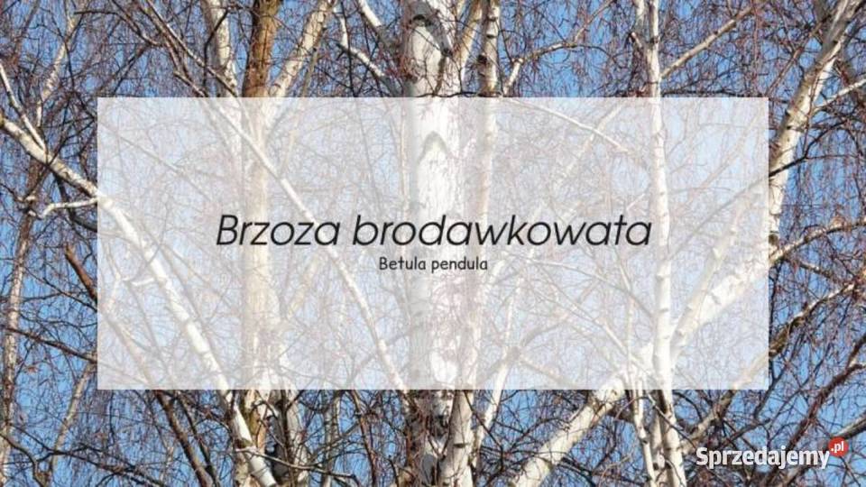 Sadzonki Brzozy Brodawkowatej Betula pendula wielkopolskie