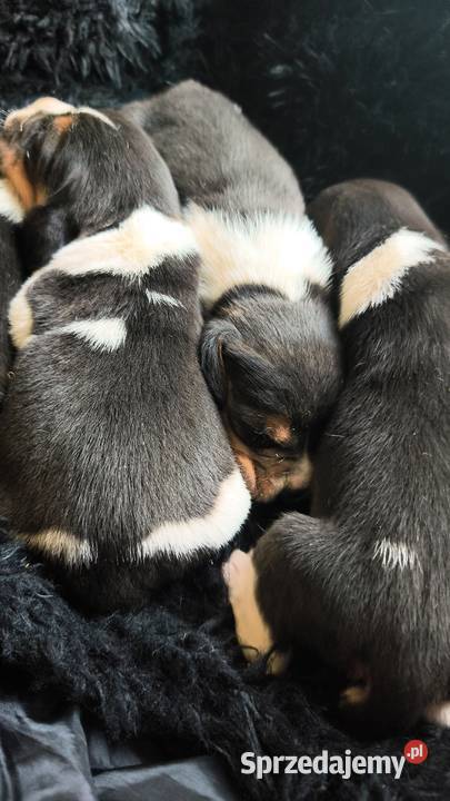 Szczenięta Beagle do rezerwacji Jabłonna Lacka sprzedam