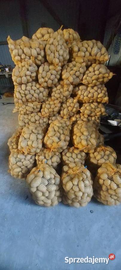 Ziemniaki Soraya Bellarosa Baltic Rose