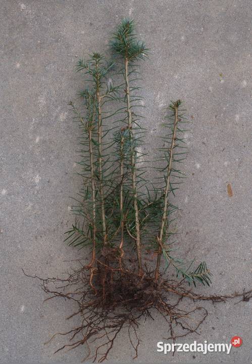 Sosna Aristata oścista siewki sadzonki kopane z