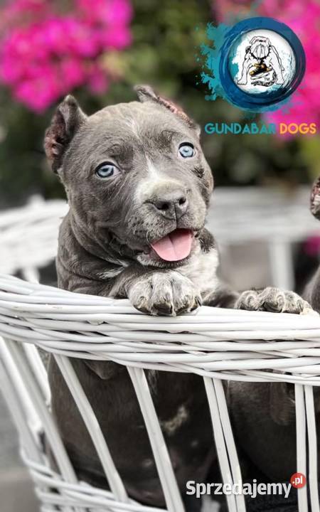 suczki American Bully ABKC Koło