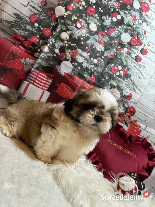 ShihTzu przepiękny gotowy do odbioru Strzelce Opolskie sprzedam