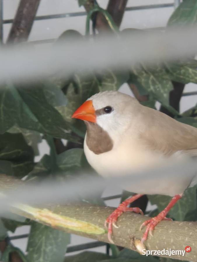 Amadyna ostrosterna Szczecin