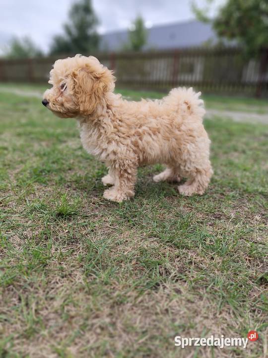 Maltipoo chłopcy F1b Tereszpol-Zygmunty