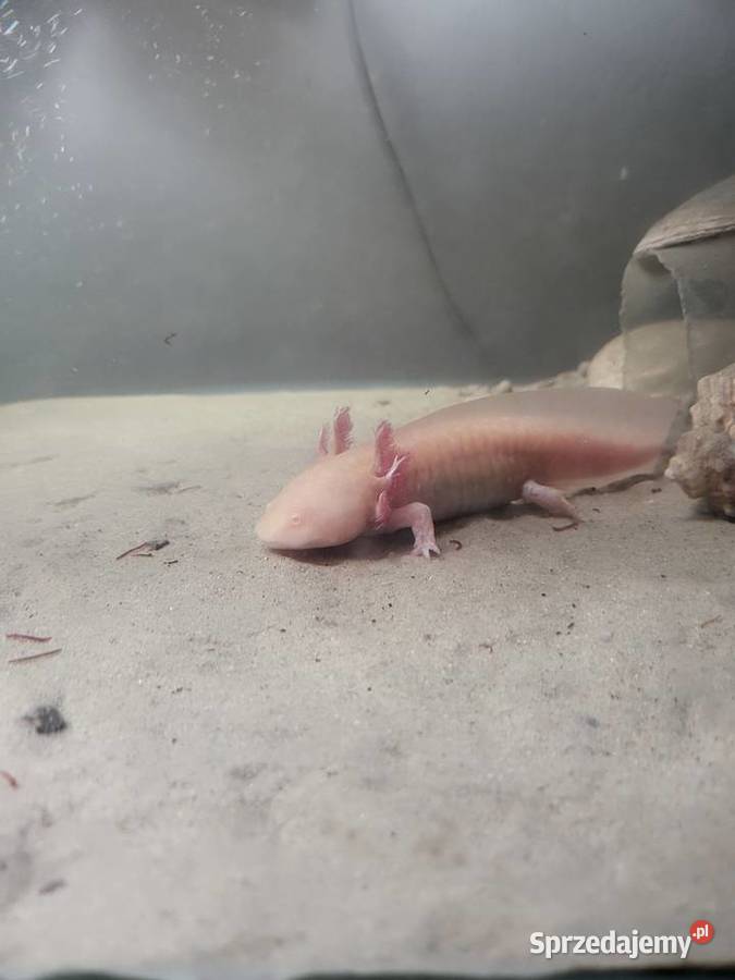 Sprzedamzamienię Axolotla