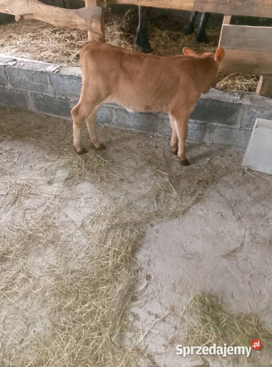 Jałoweczka 3 tygodniowa