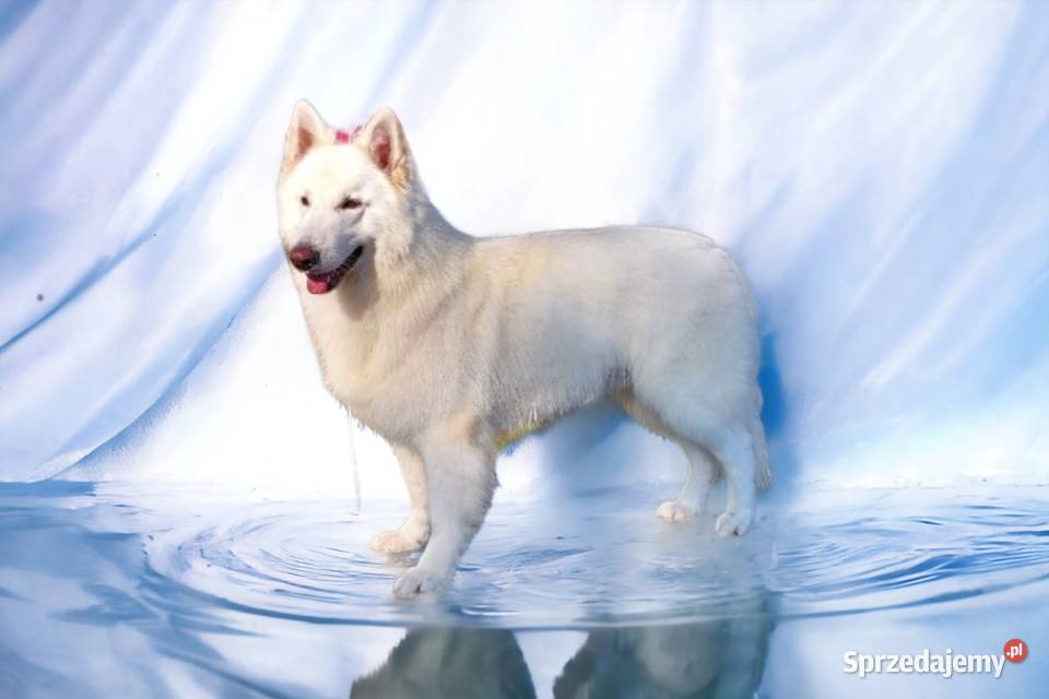 Biały Owczarek Szwajcarski ZKwP FCI szczenieta Grodzisk Mazowiecki