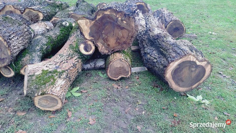 Drzewo Orzecha KlockiKłody podkarpackie Przeworsk