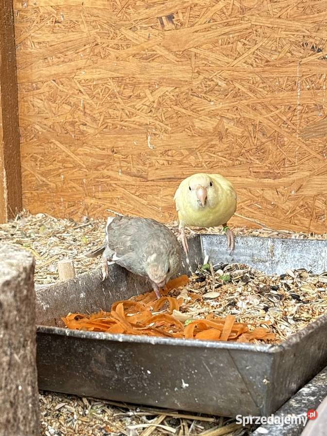 Papugi Modrolotki pomorskie Skarszewy