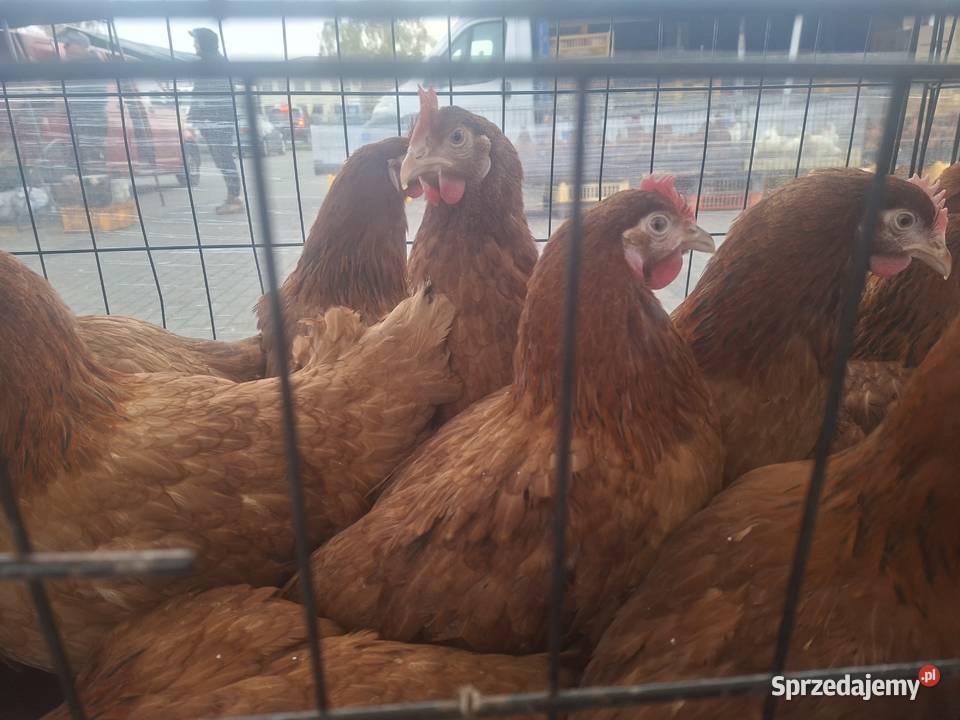 Kury Nioski Dominant Rosa Leghorn Lohmann